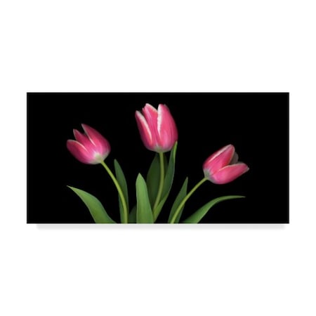 Susan S. Barmon 'Tulips 4' Canvas Art,16x32